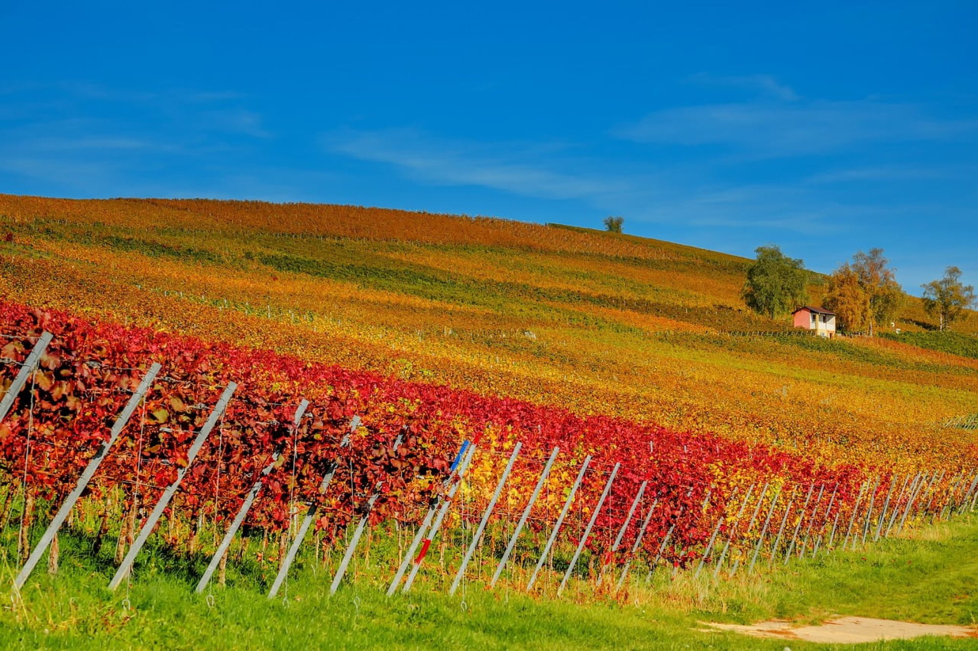 French Wine Regions